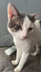 Lost Male Cat last seen Cook streets boys and girls club park, Portage, WI 53901
