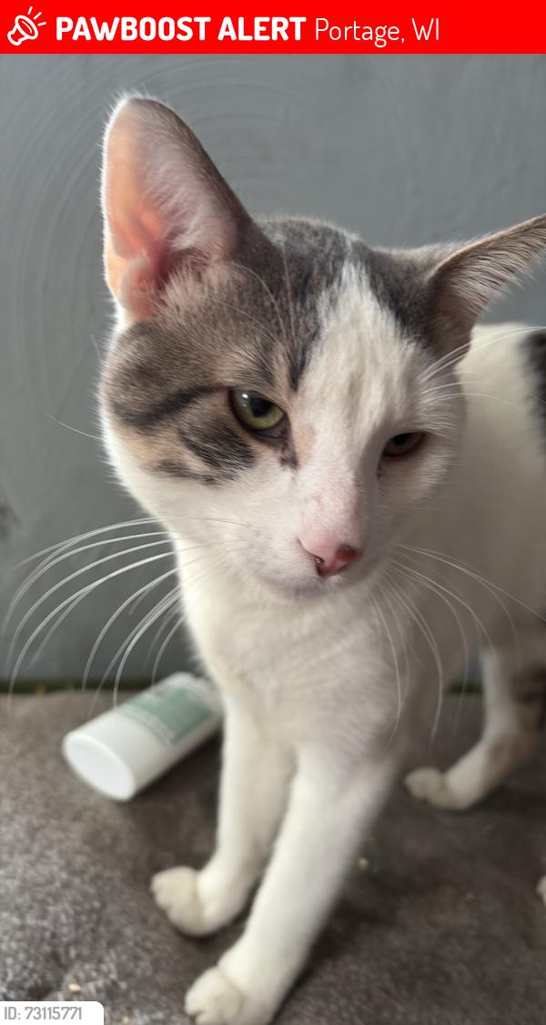 Lost Male Cat last seen Cook streets boys and girls club park, Portage, WI 53901