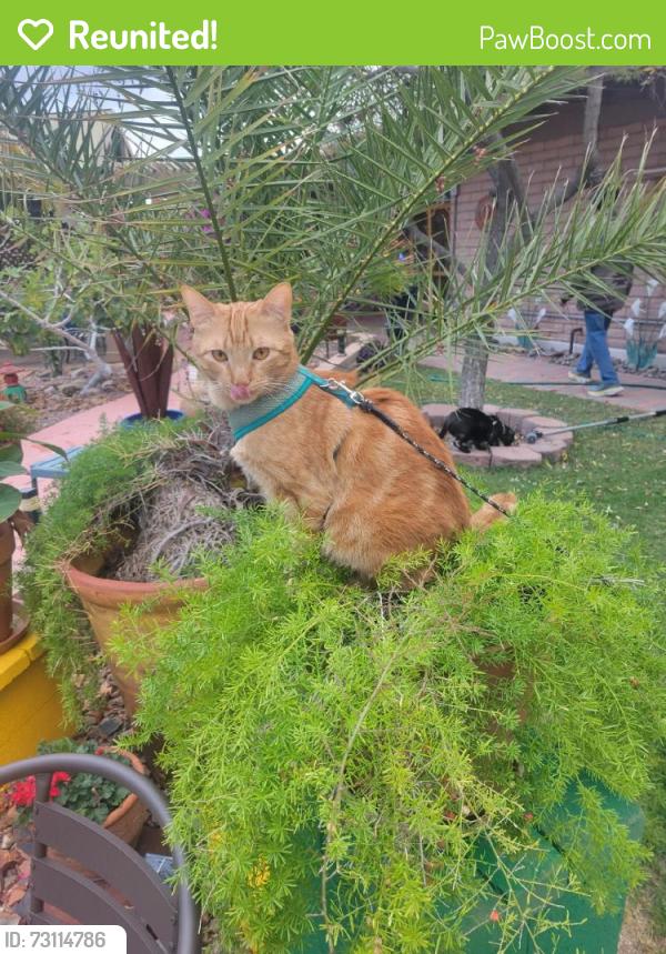Reunited Male Cat last seen Near S Roberto Pl, Tucson, AZ 85710, USA, Tucson, AZ 85710