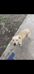 Lost Male Dog last seen Wheatly sports 2cd complex, San Antonio, TX 78220