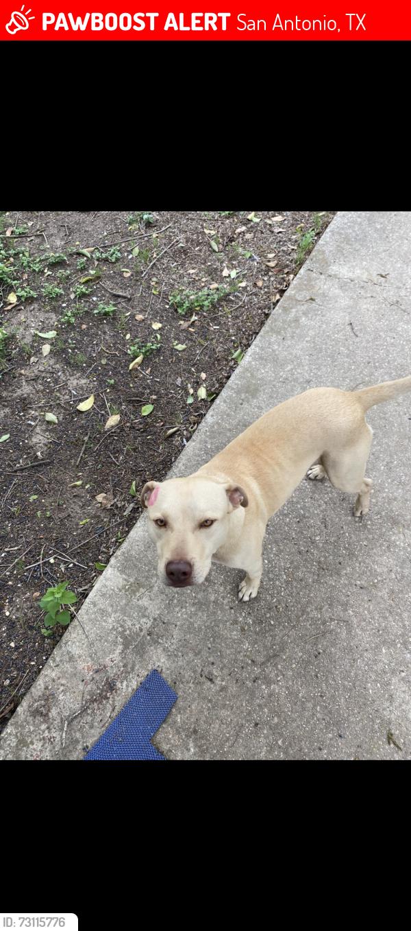Lost Male Dog last seen Wheatly sports 2cd complex, San Antonio, TX 78220