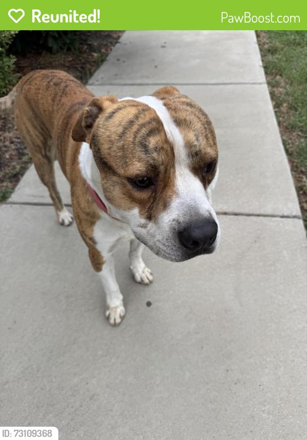 Reunited Male Dog last seen Near s adams st, Durham, NC 27703