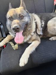 Reunited Male Dog last seen Jet wing/ hancock, Colorado Springs, CO 80916
