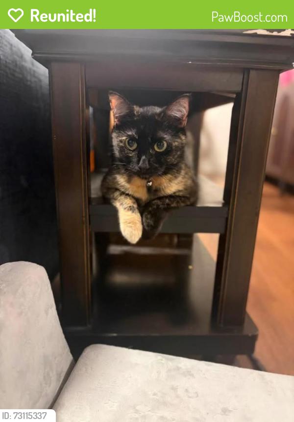 Reunited Female Cat last seen Garcia Blvd & Olive Way, Fort Lewis, WA 98433
