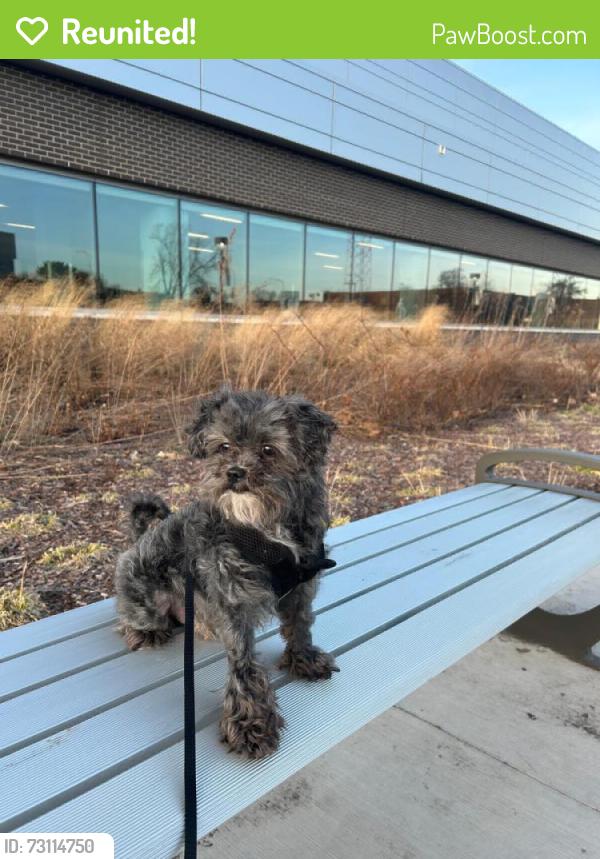 Reunited Male Dog last seen Near W Roscoe St, Chicago, IL 60618, USA, Chicago, IL 60618