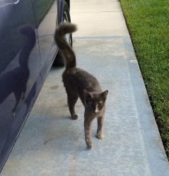 Found/Stray Unknown Cat last seen Broadmoor, Osceola County, FL 34758