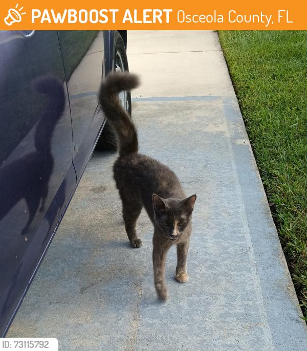 Found/Stray Unknown Cat last seen Broadmoor, Osceola County, FL 34758