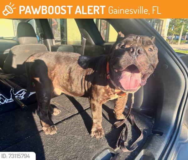 Found/Stray Male Dog last seen 20th Ave and SW 34th Street, Gainesville, FL 32608