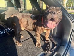 Found/Stray Male Dog last seen 20th Ave and SW 34th Street, Gainesville, FL 32608