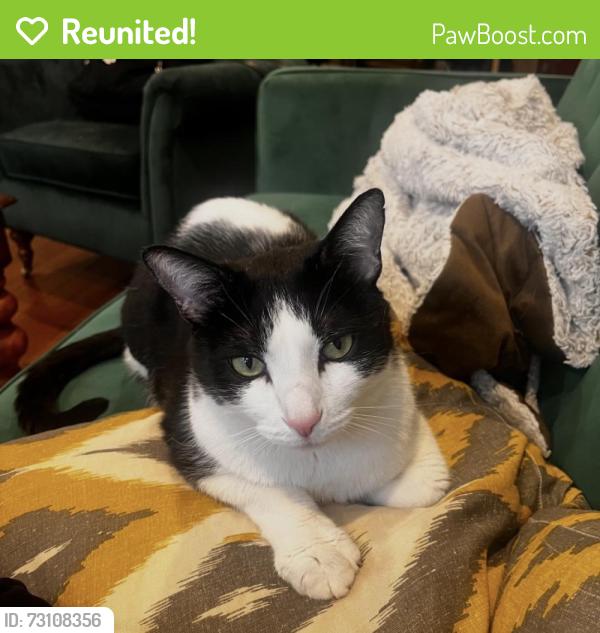 Reunited Male Cat last seen S Orianna St near 4th and Reed, Philadelphia, PA 19147