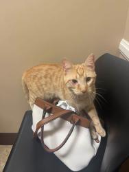Lost Male Cat last seen Players Club Parkway @ Southwind Golf Course, Memphis, TN 38125