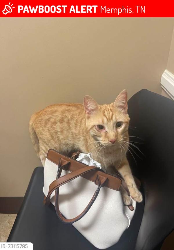 Lost Male Cat last seen Players Club Parkway @ Southwind Golf Course, Memphis, TN 38125
