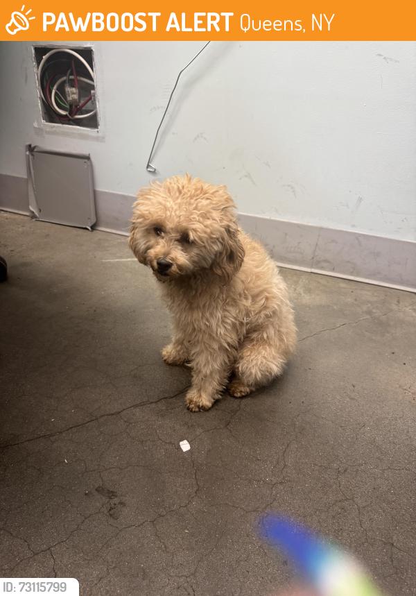 Found/Stray Female Dog last seen Farmers, Queens, NY 11434