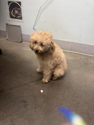 Found/Stray Female Dog last seen Farmers, Queens, NY 11434