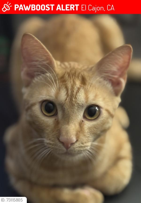 Lost Male Cat last seen Valhalla High School, El Cajon, CA 92019