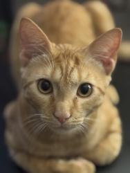 Lost Male Cat last seen Valhalla High School, El Cajon, CA 92019