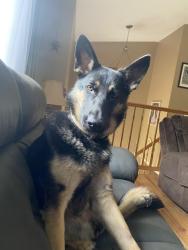 Lost Female Dog last seen Sharpe St, West Greenwich, RI 02817