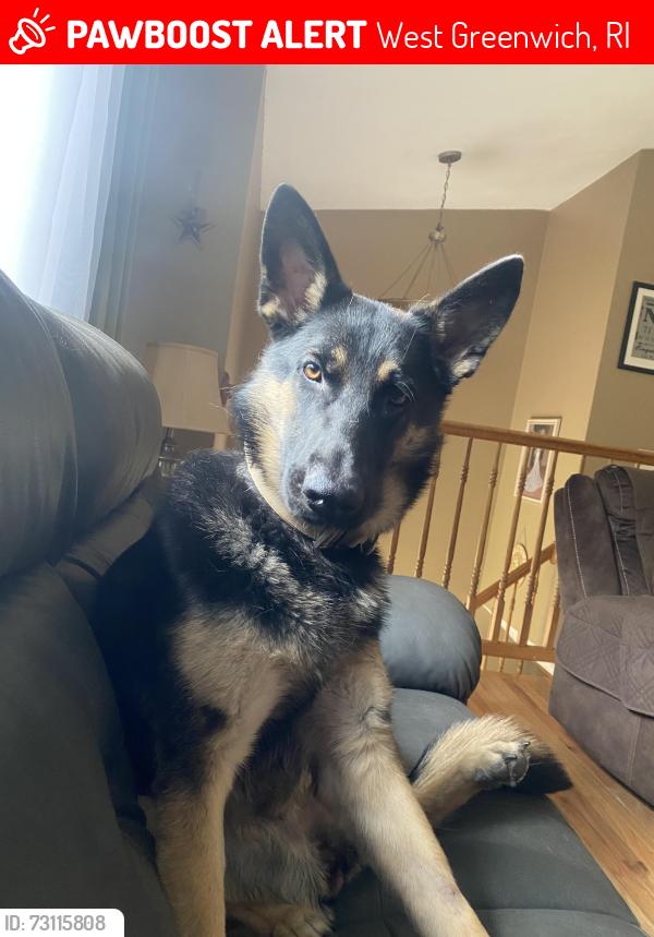 Lost Female Dog last seen Sharpe St, West Greenwich, RI 02817