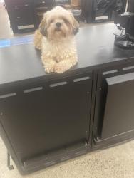 Reunited Female Dog last seen 5th St E and Atlantic, Saint Paul, MN 55106