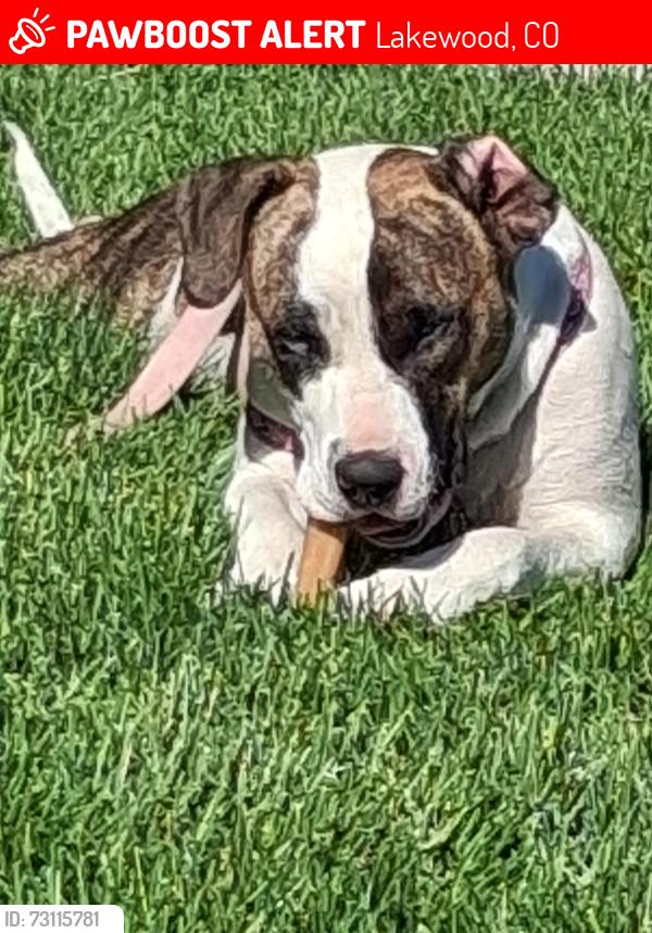Lost Female Dog last seen Floyd & South Dudley st., Lakewood, CO 80227