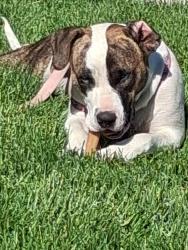 Lost Female Dog last seen Floyd & South Dudley st., Lakewood, CO 80227