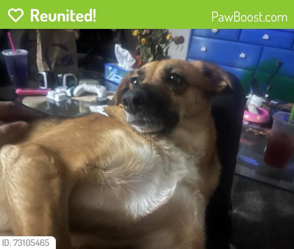 Reunited Female Dog last seen Kelton Ln, Phoenix, AZ 85032