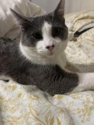 Reunited Male Cat last seen Wallingford Ave N, Shoreline, WA, Shoreline, WA 98133