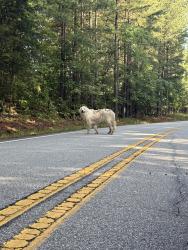 Found/Stray Male Dog last seen Near Hickory Forks Rd, Walnut Cove, NC 27052