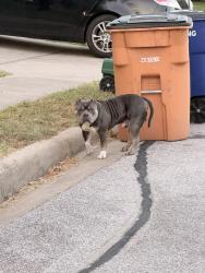 Reunited Male Dog last seen Clear Stream Xing, Austin, TX 78753