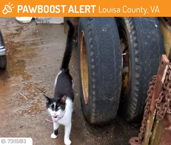 Found/Stray Male Cat last seen Chopping Rd, Louisa County, VA 23117