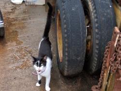 Found/Stray Male Cat last seen Chopping Rd, Louisa County, VA 23117