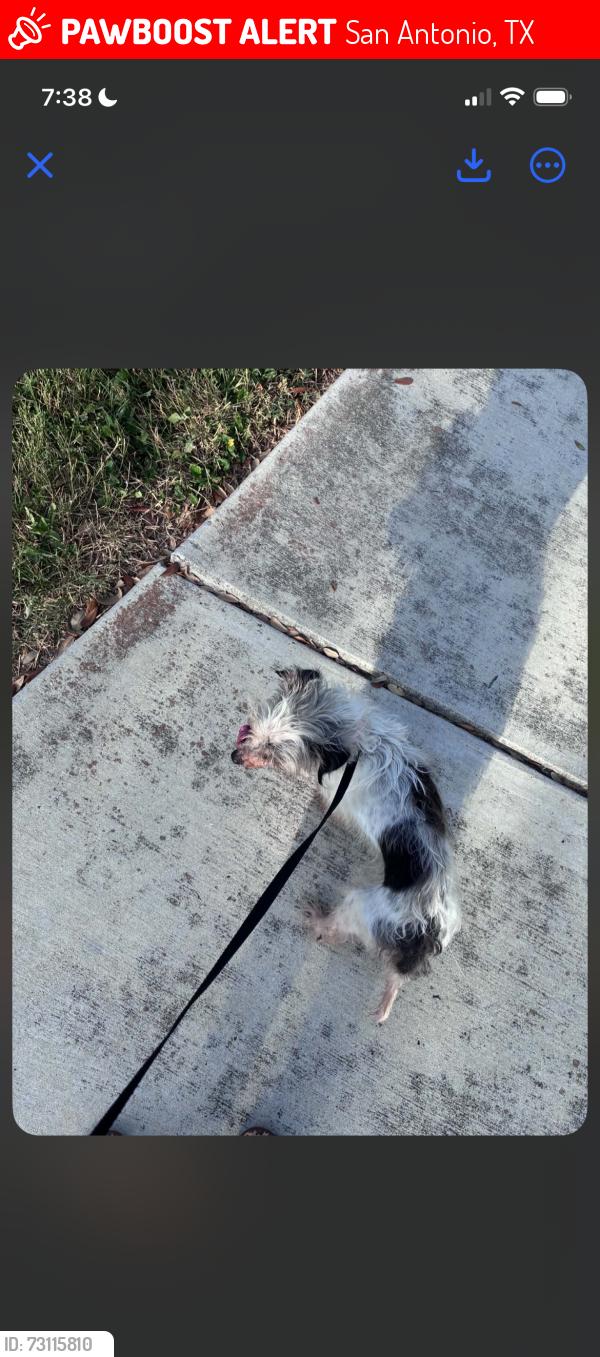 Lost Female Dog last seen Near Cielo Ranch, San Antonio, TX 78218