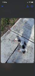 Lost Female Dog last seen Near Cielo Ranch, San Antonio, TX 78218