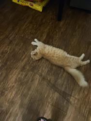 Lost Female Cat last seen 34th st n 9th Ave, St. Petersburg, FL 33713