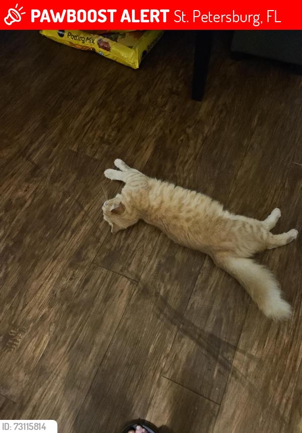 Lost Female Cat last seen 34th st n 9th Ave, St. Petersburg, FL 33713