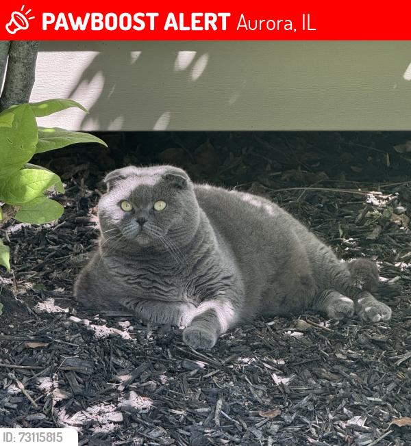 Lost Female Cat last seen S Eola str and Barrington str. , Aurora, IL 60503