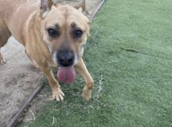 Reunited Female Dog last seen Near Sweetwater Park Pl, Spring Valley, CA 91977, USA, Spring Valley, CA 91977