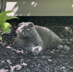 Lost Female Cat last seen S Eola str and Barrington str. , Aurora, IL 60503