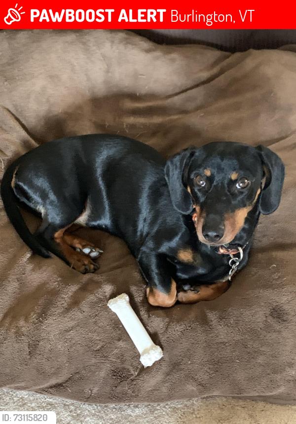 Lost Female Dog last seen Scarff ave, Burlington, VT 05401