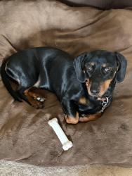 Lost Female Dog last seen Scarff ave, Burlington, VT 05401