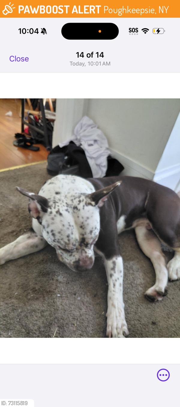 Found/Stray Male Dog last seen Main Street & Columbus drive, Poughkeepsie, NY 12601