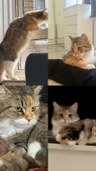 Lost Female Cat last seen Garages, Greater London, England NW2 2TG