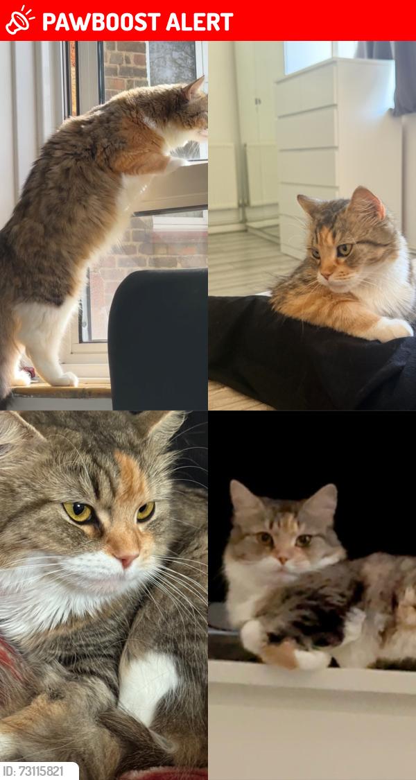 Lost Female Cat last seen Garages, Greater London, England NW2 2TG