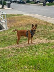 Found/Stray Male Dog last seen Lebanon & Lagarde, San Antonio, TX 78223