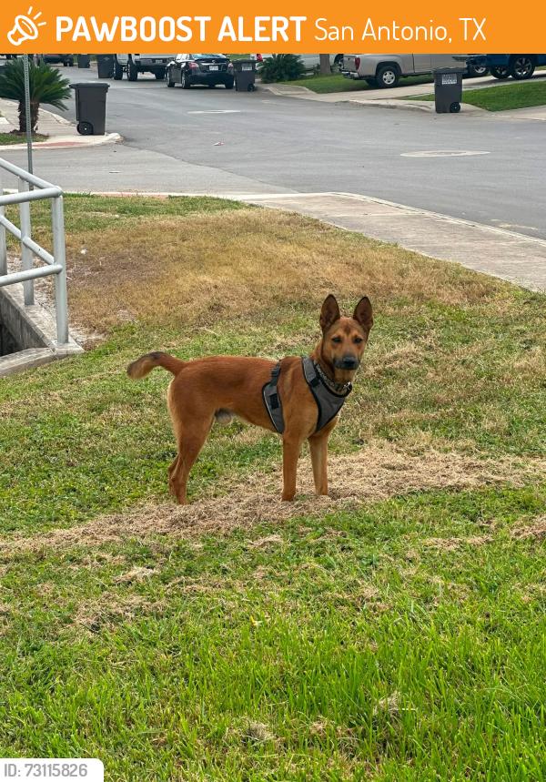 Found/Stray Male Dog last seen Lebanon & Lagarde, San Antonio, TX 78223