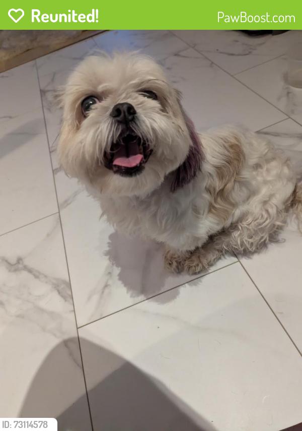 Reunited Female Dog last seen Hanover Maryland, Severn, MD 21076
