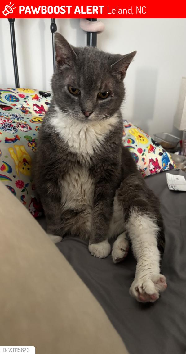 Lost Male Cat last seen By the bridge near cos cob ct, Leland, NC 28451
