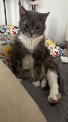 Lost Male Cat last seen By the bridge near cos cob ct, Leland, NC 28451