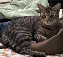 Reunited Male Cat last seen Near S 85th E Ave, Bixby, OK 74008, USA, Bixby, OK 74008