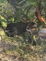 Found/Stray Female Cat last seen 1st st / s new hampshire ave, Los Angeles, CA 90004